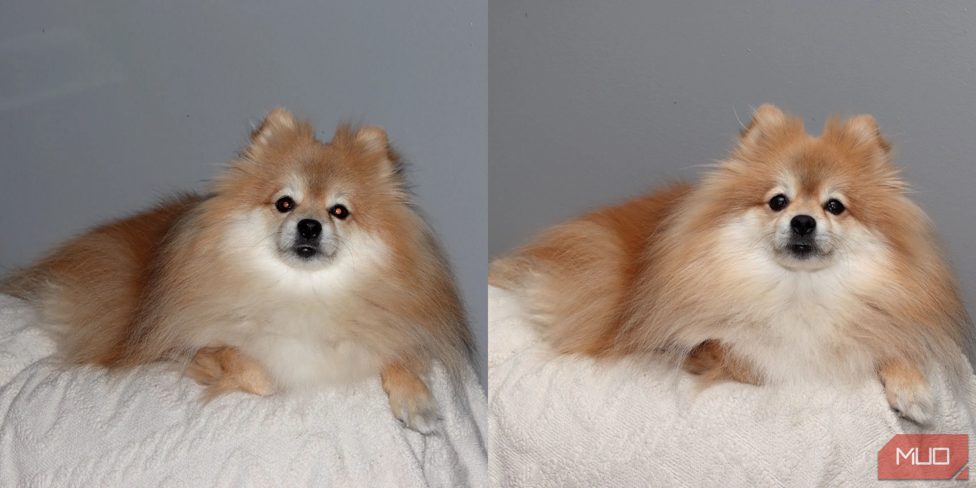 So sánh ảnh chụp chó Pomeranian trên ghế sofa: bên trái với flash tích hợp gây mắt đỏ, bên phải dùng đèn flash Godox VING cho ánh sáng tự nhiên và chi tiết.
