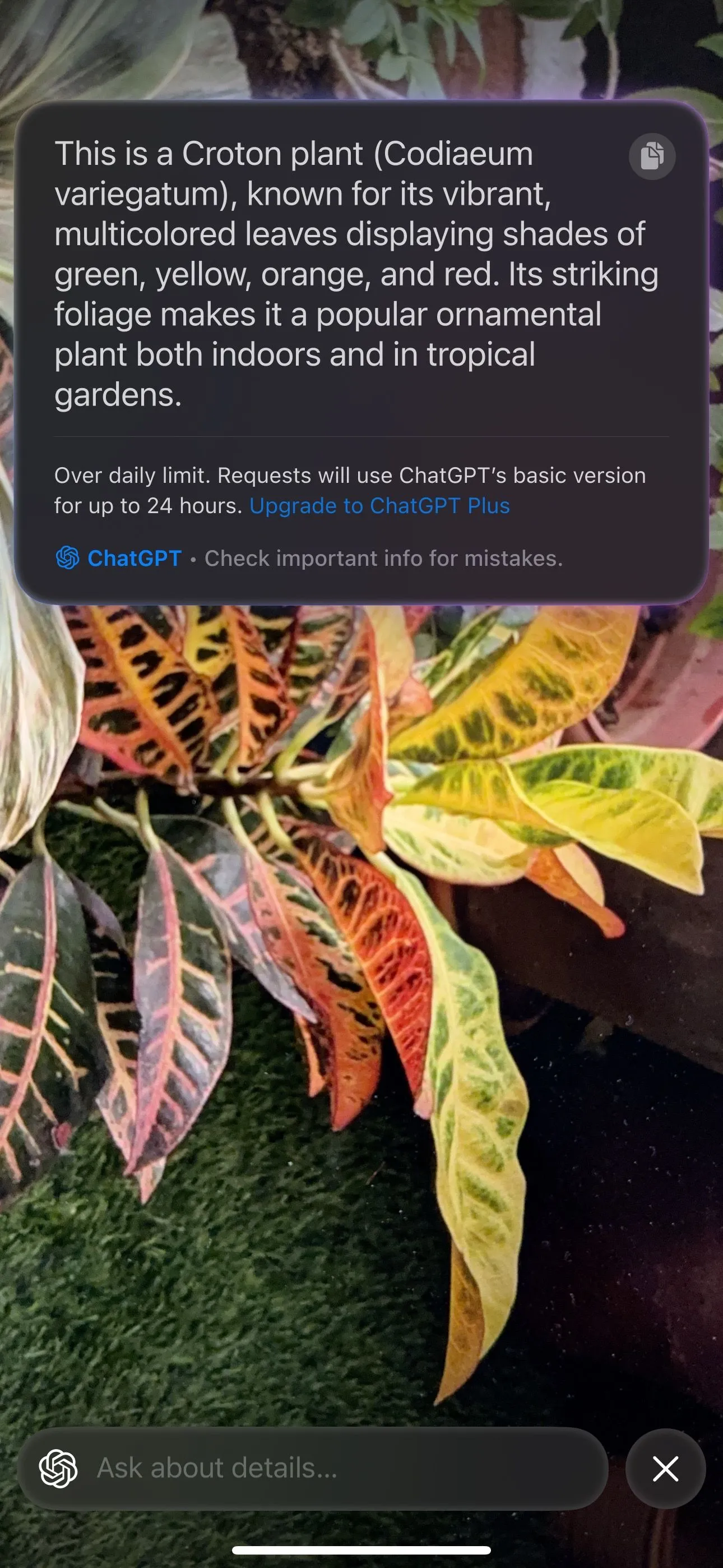 Visual Intelligence của Apple nhận diện chính xác loài cây thông qua camera iPhone